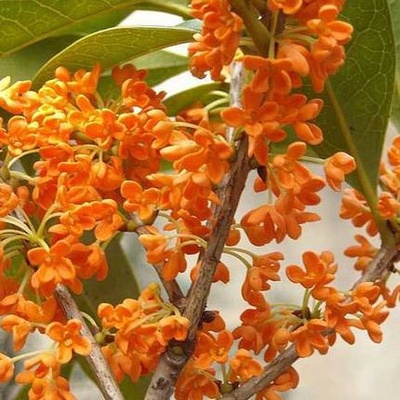 桂花金桂0.jpg