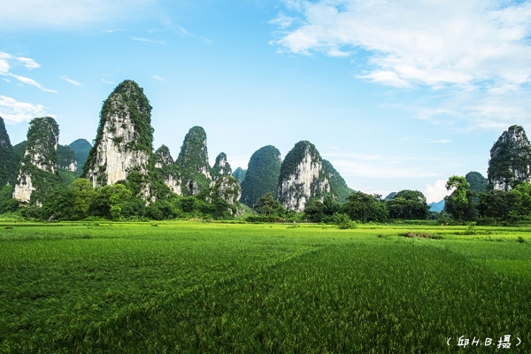 奇峰綠禾.jpg