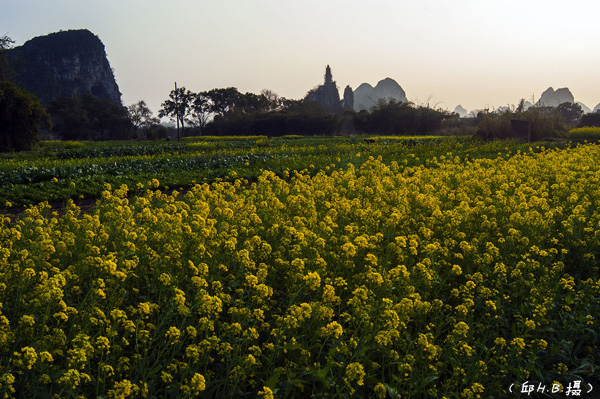 塔山油菜花.jpg