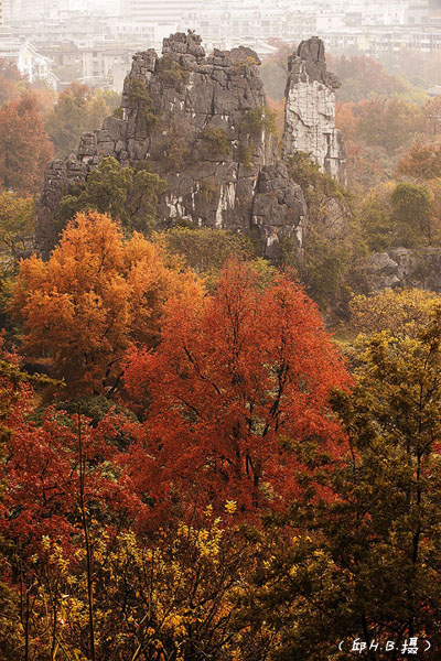 駝峰紅葉.jpg